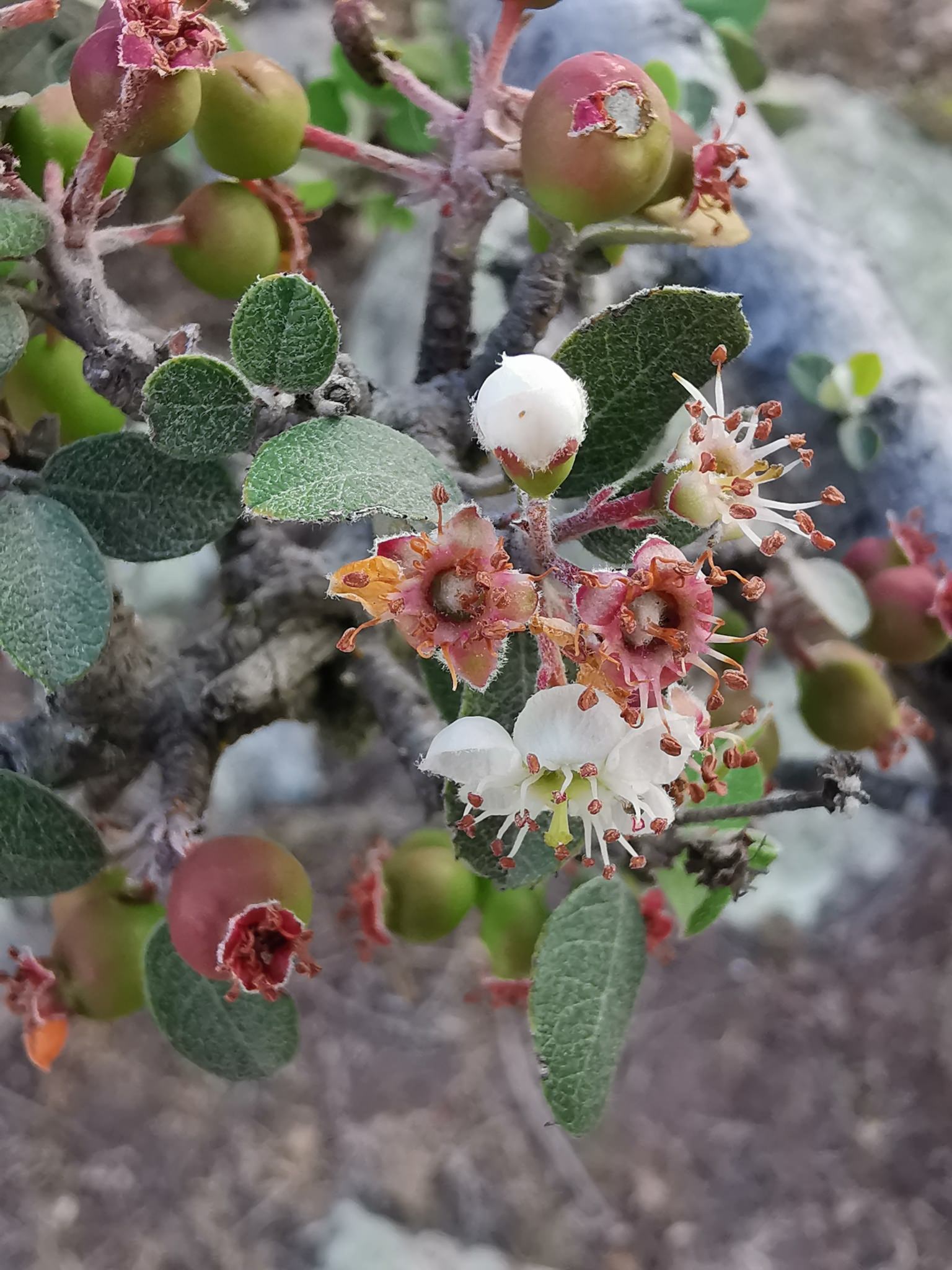 Malacomeles denticulata